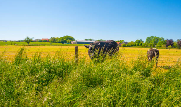 istock Cows in a green hilly meadow under a blue sky in sunlight in springtime 1322341988