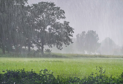 Heavy rainshower over the agricultural field.