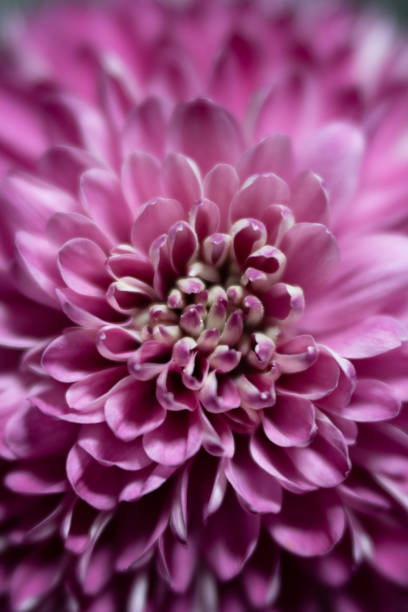 istock Variety of Flowers from March 2021 1322345149