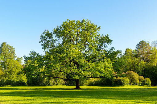 A large oak tree with green leaves in a glade of an English park without people on an early sunny morning