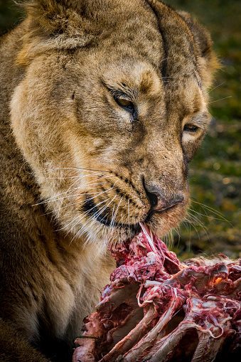 Lioness devours the prey. She removes the last remnants of meat from the bones with a rough tongue.