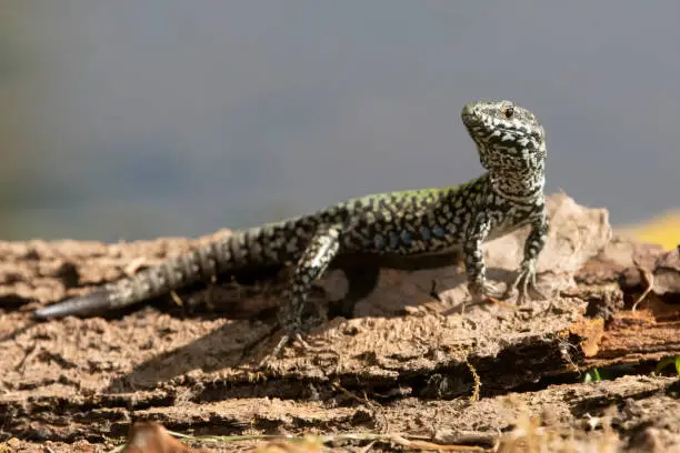 Photo of Common wall lizard (Podarcis muralis)