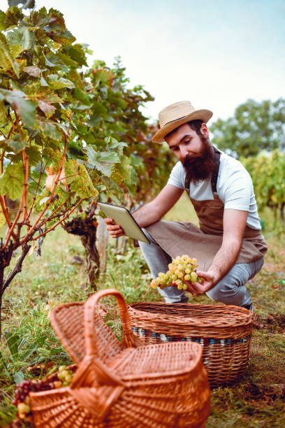 istock Agronomist Deducing Grape Qualities By Statistics On Digital Tablet During Harvest 1322345913