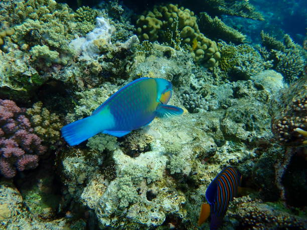 istock Daisy parrotfish or bullethead parrotfish (Chlorurus sordidus) undersea, Red Sea 1322348049