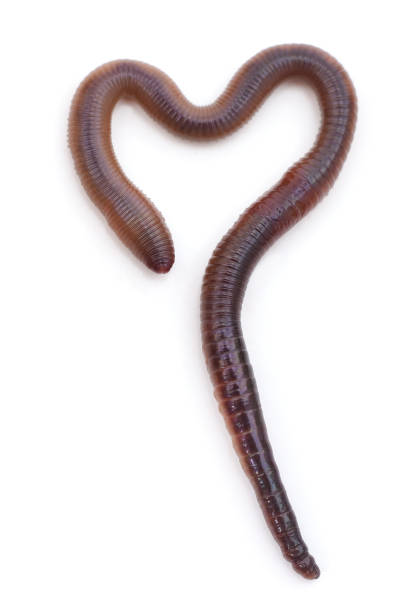 Big heart shaped worm. Big heart shaped worm isolated on a white background. heart worm stock pictures, royalty-free photos & images