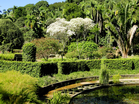 Tropical garden background
