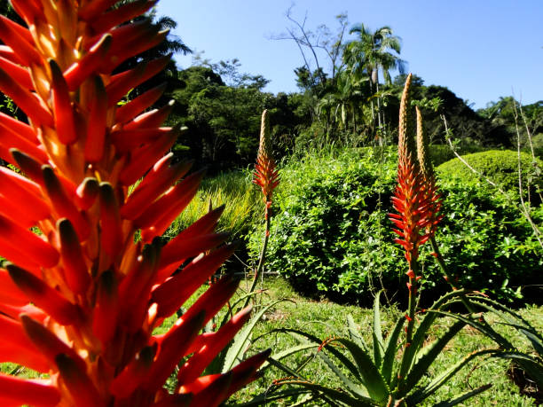 istock Aloe Vera close-up 1322349309