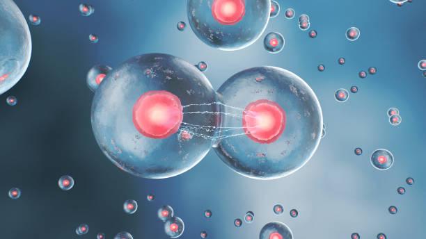 istock Cell division in the human body 1322349626