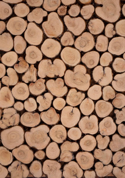 istock Background of a cut of coniferous trees. 1322349725