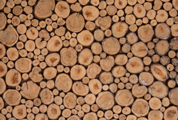 istock Background of a cut of coniferous trees. 1322349726