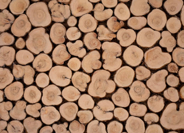 istock Background of a cut of coniferous trees. 1322349736