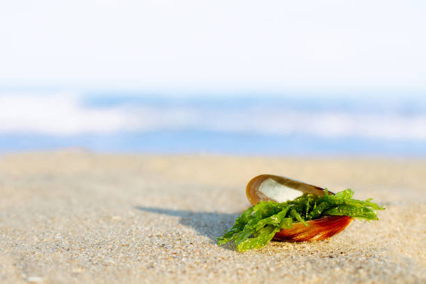 shell with green seaweed are on light sand. - shell sea souvenir island imagens e fotografias de stock