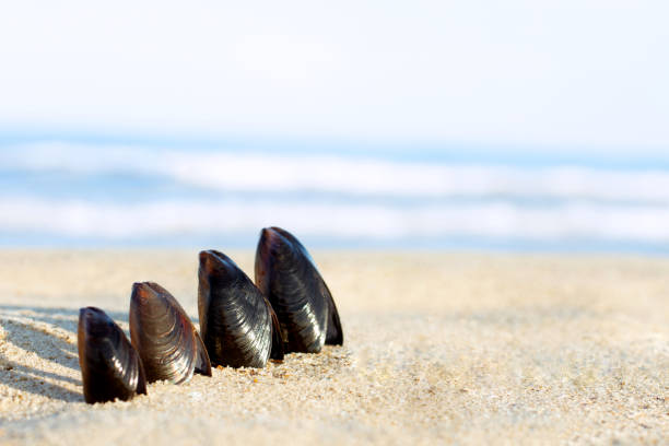 istock Dark shells are sticking out of sand 1322350305