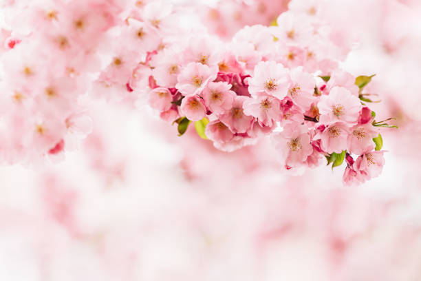 istock Amazing pink cherry blossoms on the Sakura tree. Beautiful spring tree. 1322351352