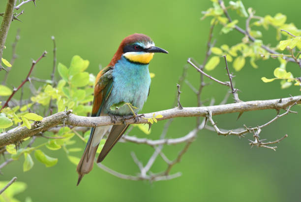 istock European Bee eater perching on a twig 1322352545