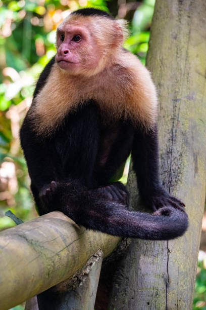 белая обезьяна - animals in the wild manuel antonio national park primate monkey стоковые фото и изображения