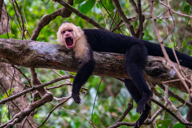 злой белый сталкиваются обезьяны - animals in the wild manuel antonio national park primate monkey стоковые фото и изображения