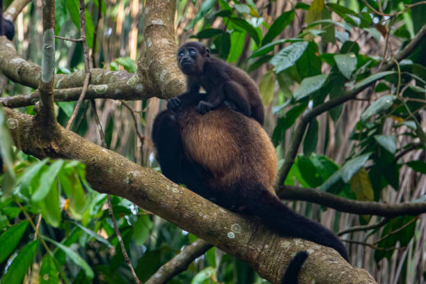 хаулер обезьяна и ребенок - animals in the wild manuel antonio national park primate monkey стоковые фото и изображения