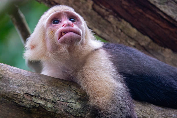 белая обезьяна - animals in the wild manuel antonio national park primate monkey стоковые фото и изображения
