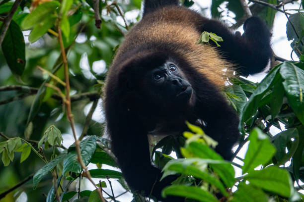 реву́н - animals in the wild manuel antonio national park primate monkey стоковые фото и изображения