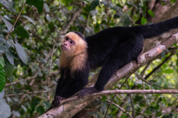 белая обезьяна - animals in the wild manuel antonio national park primate monkey стоковые фото и изображения