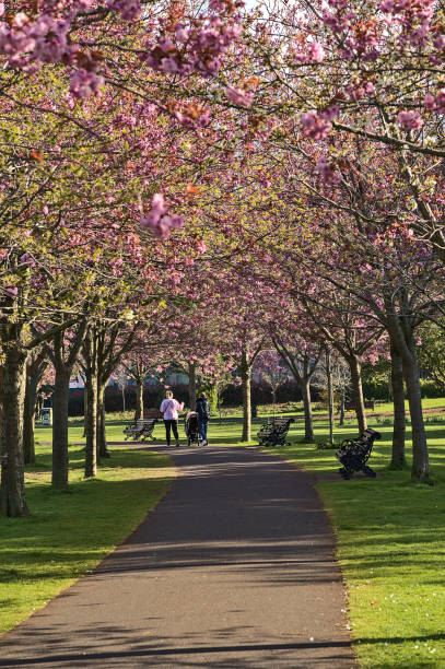istock Beautiful spring view of blooming pink cherry (Prunus Shogetsu Oku Miyako) trees almost empty alley and walking path during COVID-19 lockdown, Herbert Park, Dublin, Ireland 1322355960