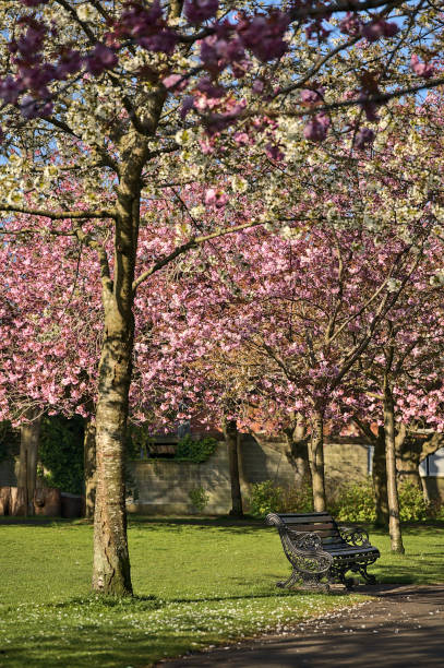 istock Beautiful spring view of blooming pink cherry (Prunus Shogetsu Oku Miyako) trees empty alley and walking path during COVID-19 lockdown, in Herbert Park, Dublin, Ireland 1322357176