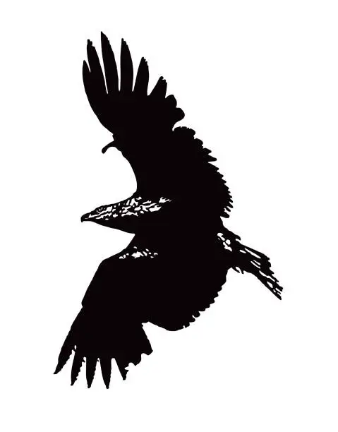 Vector illustration of Silhouette of Bald Eagle flying