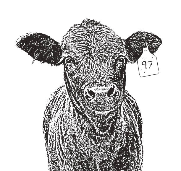 Cute smiling Red Angus cow. Vector illustration of a Cute smiling cow. aberdeen angus cattle stock illustrations