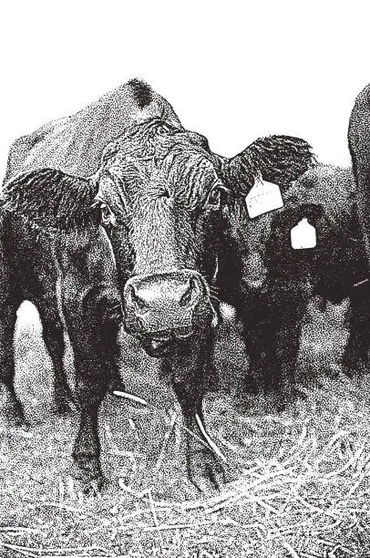 Vector illustration of Group of Cattle