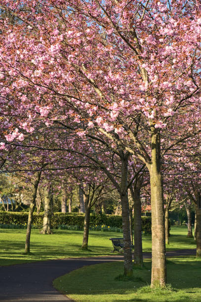 istock Beautiful spring view of blooming pink cherry (Prunus Shogetsu Oku Miyako) trees empty alley and walking path during COVID-19 lockdown, in Herbert Park, Dublin, Ireland 1322357710