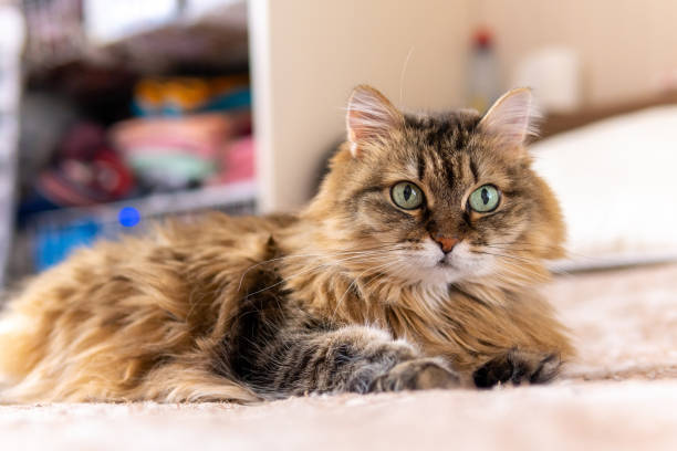 istock Thick fluffy cat is lying Relaxed and looks into the camera, resting on the couch 1322360664