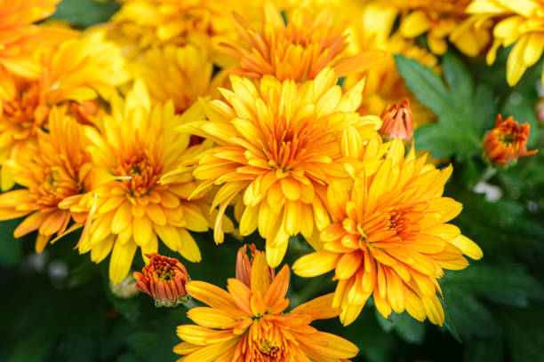 istock Background of bright orange chrysanthemums that bloomed on flower bed 1322361814