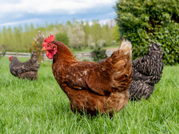 istock Happy and healthy free range hens 1322361819