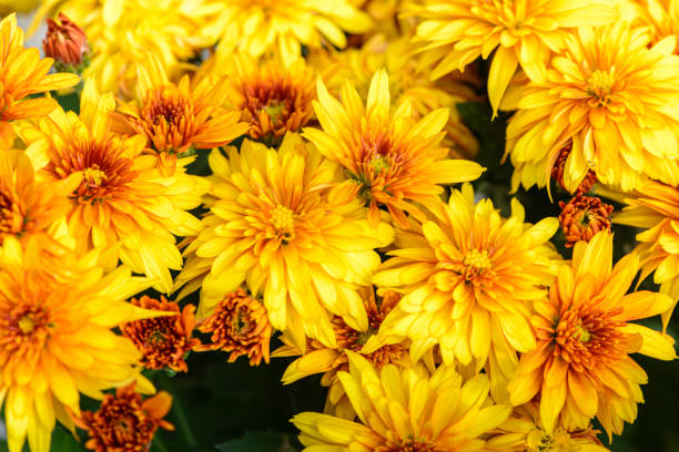 istock Background of bright orange chrysanthemums that bloomed on flower bed 1322361826