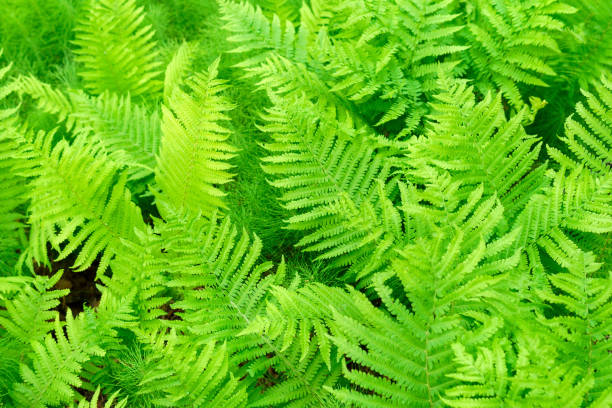 istock background of fern plants. Summer background, texture, selective focus 1322361910
