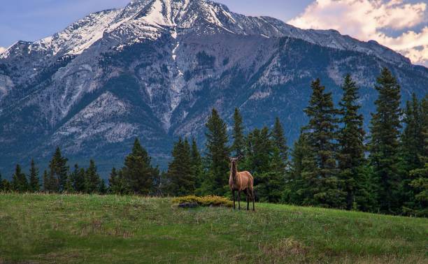 istock Lone Elk In The Mountains At Sunrise 1322362006