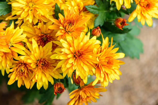 istock Background of bright orange chrysanthemums that bloomed on flower bed 1322362021