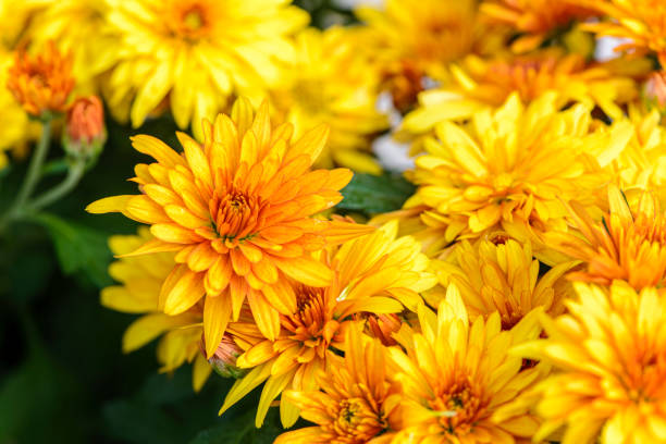 istock Background of bright orange chrysanthemums that bloomed on flower bed 1322362030
