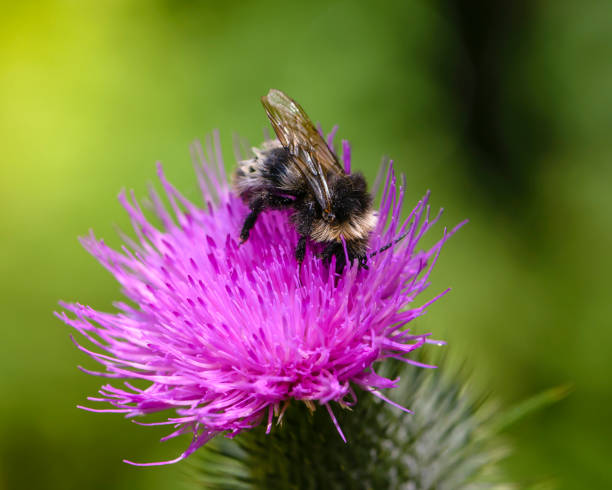 istock Wet bumblebee collects nectar on pink sow thistle flower 1322362049