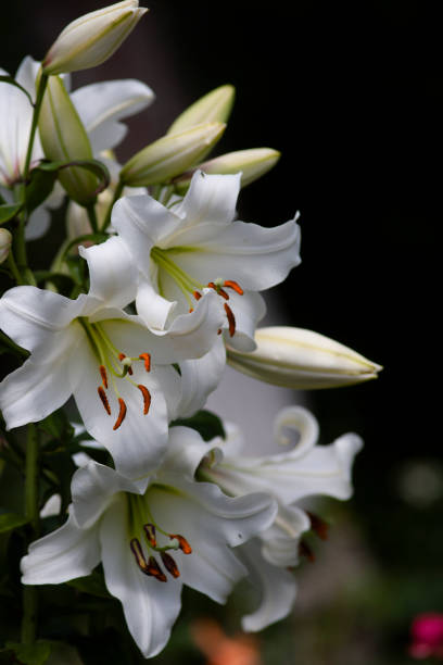 istock white trumpet lilies on dark background 1322362087