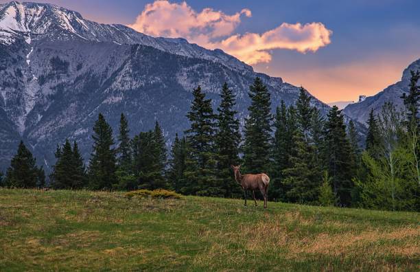 istock Lone Elk In The Mountains At Sunrise 1322362148