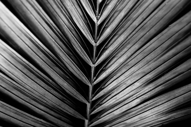 istock Tropical background of palm leaves in Grayscale. Layout template for website or text design.Trendy colors. Creative copy space. 1322362384