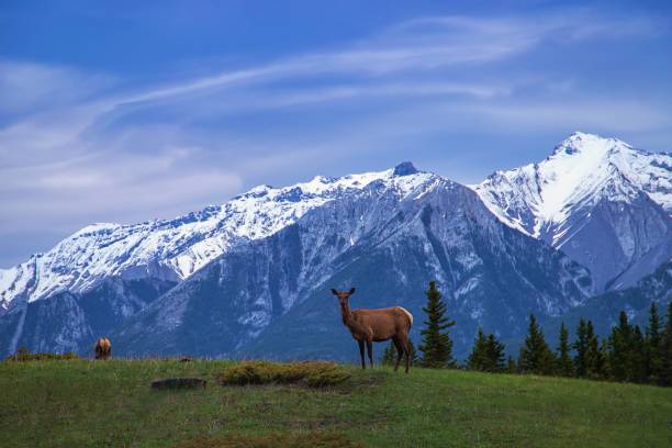 istock Elk In A Mountain Park 1322362493