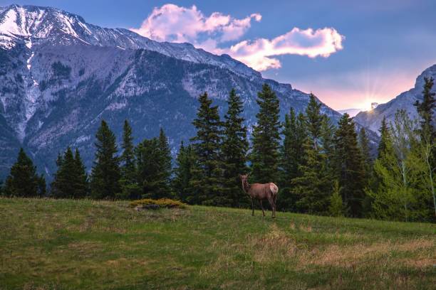 istock Lone Elk In The Mountains At Sunrise 1322362642
