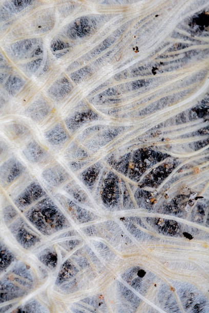 istock Closeup of grass roots close-up. 1322362655