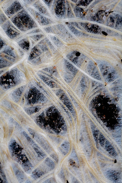 istock Closeup of grass roots close-up. 1322362815