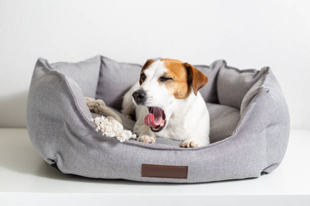 un perro bostezando, jack russell terrier acostado en una cama de mascota gris sobre un fondo claro. - pets bed bedroom animal fotografías e imágenes de stock