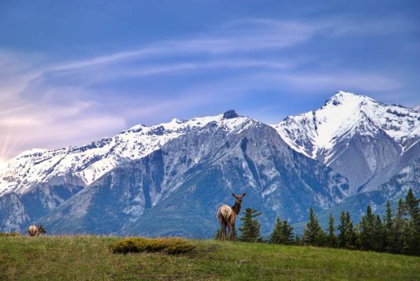istock Elk In A Mountain Park 1322363666