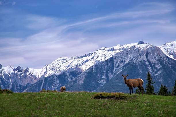 istock Elk In A Mountain Park 1322363712
